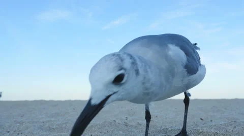 Brave seagull approaching camera Stock Footage 54130394