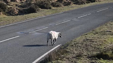 Brave sheep walking on the main road Stock Footage 303431485