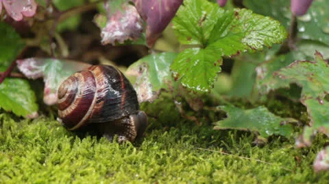 Brave Snail Timelapse Stock Footage 24977478