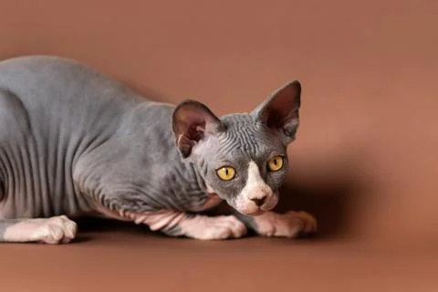 Brave Sphynx kitty lying down and looking away attentively, getting ready for Stock Photos