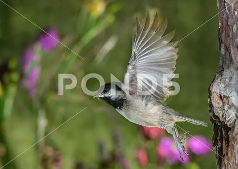 The brave takeoff of a baby bird Stock Photos