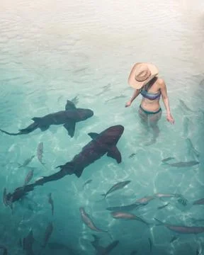 Brave young woman in the water with nurse sharks at Compass Cay in The Bahamas. Stock Photos