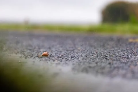 Braving the Rainfall Fotos de archivo