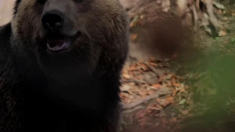 Brawn Bear Close Up With Moving Away Stock Footage 77270456