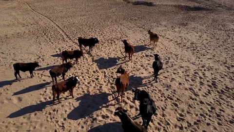 Brawn cows with corns on the beatch drone aerial Stock Footage 98790807