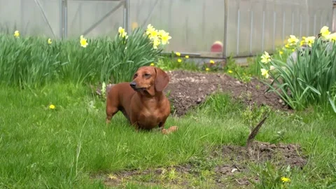 Brawn dog Stock Footage 145312710