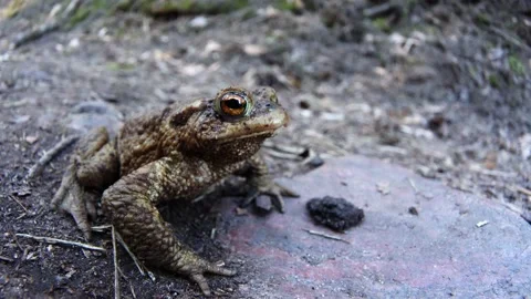 Brawn frog close-up in the wild. Handheld shot with a fisheye lens. Frog on the Stock Footage 130577340