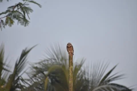 Brawn owl Foto stock