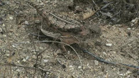 Brawny horned lizard Stock Footage