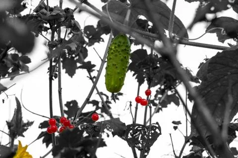 Brazen cucumber settled on the tree red viburnum Stock Photos