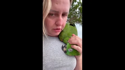 Brazil: Affectionate parrot cuddles with owner in Colorado do Oeste, Braz... Stock Footage 321922826