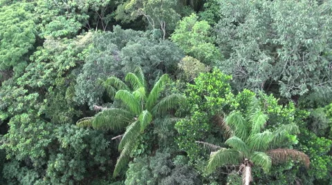 Brazil Amazon canopy and palms at Manaus s Stock Footage 41058772