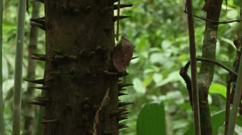 Brazil: Amazon flora 1 Stock Footage 11132357