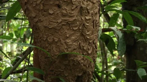 Brazil: Amazon flora 2 Stock Footage 11182491