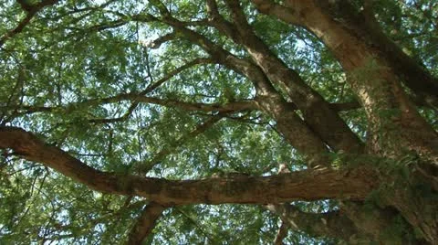 Brazil: Amazon flora 3 Stock Footage 11321487