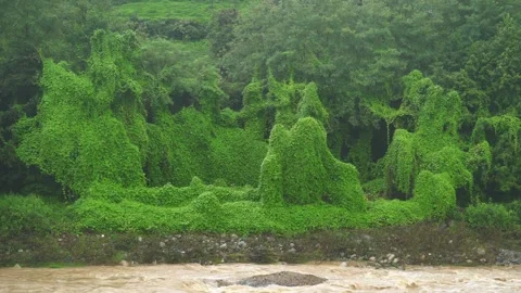 Brazil Amazon rainforest with ivy covered jungle trees - Amazonian Vegetation Vídeo Stock 339943610