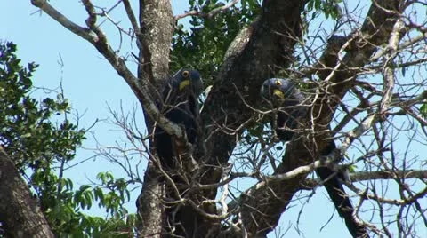Brazil: Amazon river region birds 9 Stock Footage