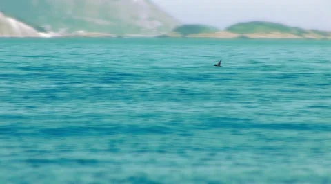 Brazil beach bird flying Stock Footage 10839843