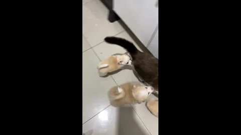 Brazil: Cat running away from the mini army of puppies Vídeos de archivo 332063422