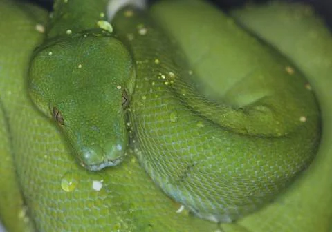Brazil, Green tree python, close up Foto stock
