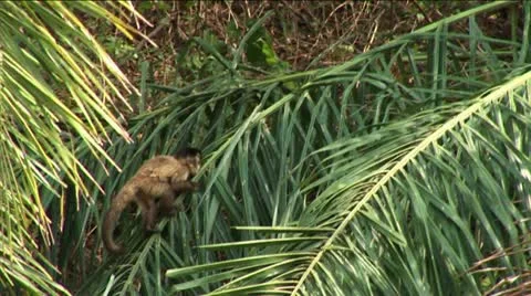Brazil: monkey baby climbing  on a trees in Amazon 1 Stock Footage 11132753