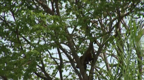 Brazil: monkey running on a trees in Amazon 1 Stock Footage 11132717