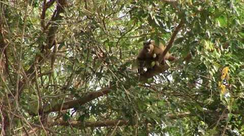 Brazil: monkeys running on a trees in Amazon 5 Stock Footage 11338057