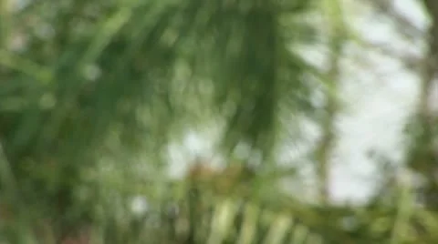 Brazil: monkeys running on a trees in Amazon 4 Stock Footage