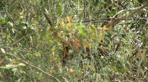 Brazil: monkeys running on a trees in Amazon 3 Stock Footage 11338208