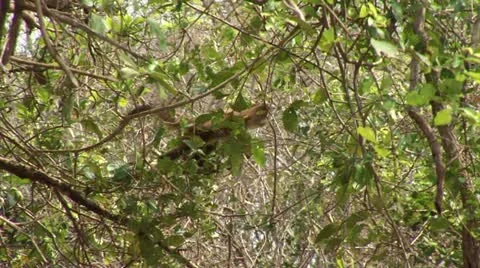 Brazil: monkeys running on a trees in Amazon 2 Stock Footage 11338299