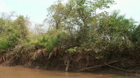 Brazil: monkeys running on a trees in Amazon 1 Stock Footage 11338462