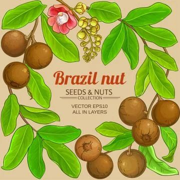 Brazil nut branches frame Stock Illustration
