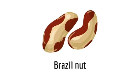 Brazil nut icon animation Stock Footage 152554715