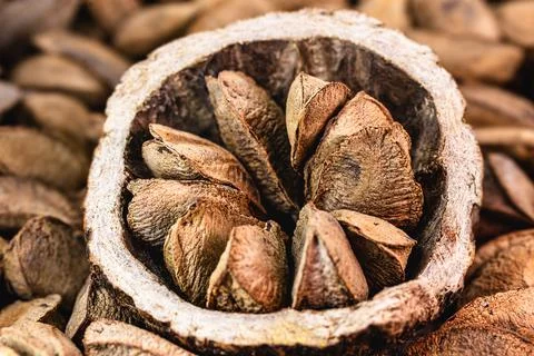 Brazil nut, originally from the Amazon, called "brazil nut", Brazilian almond Stock Photos