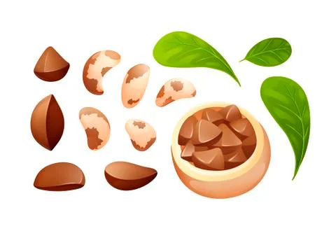 Brazil nut set, different statements and rotations Stock Illustration