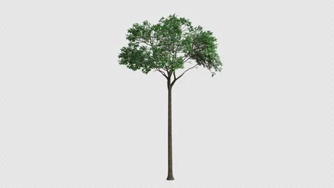 Brazil Nut Tree blowing in the wind. Transparent Background. Loop Animation Video stock 323435614