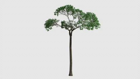 Brazil Nut Tree blowing in the wind. Transparent Background. Loop Animation Stock Footage 323436064