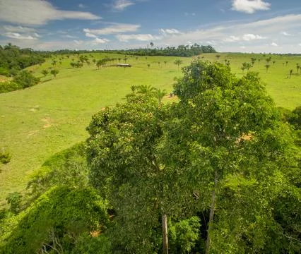 Brazil nut tree producing fruit in a preserved area - Planted at approximately 3 Foto stock