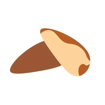 Brazil nut. Vector illustration isolated on white background, hand drawn, fla Stock Illustration