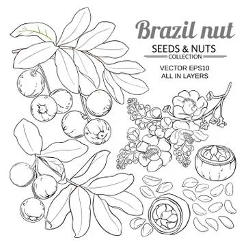 Brazil nut vector set Stock Illustration