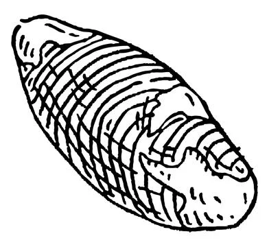 Brazil nut without shell. Vector engraving black vintage イラスト素材