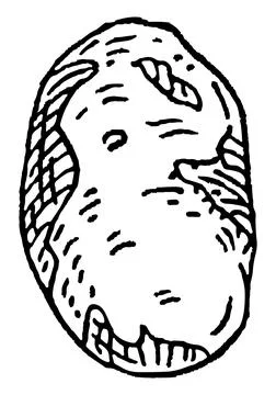 Brazil nut without shell. Vector engraving black vintage Stock Illustration