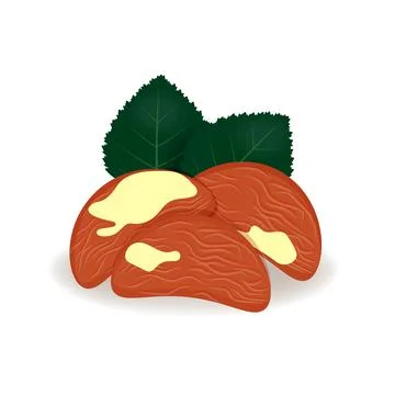 Brazil nuts in cartoon style, vector, realistic isolated nuts for your product Stock Illustration