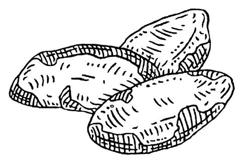 Brazil nuts without shell. Vector engraving black vintage Stock Illustration