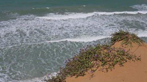 Brazil overlooking a beautiful beach from orange hills 4K 120fps 6 Stock Footage 258482003