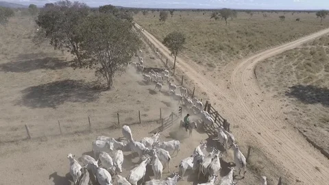 Brazilian beef cattle moving from pasture to treatment pen, aerial scene Stock Footage