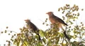Brazilian bird. Anu branco. Cerrado biome. HD Footage