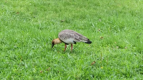 The brazilian bird Stock Footage 293465083