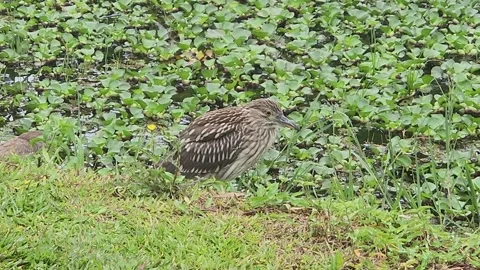 Brazilian Bird in Park Stock Footage 293464183