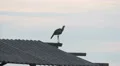 Brazilian Bird. Seriema. Brazil. Cerrado. HD Footage